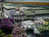 湿度・温度が集中管理の温室で育てられる綺麗な花たち…