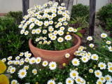 可憐な花が・・