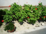 カラカラの花壇はちょっと苦しそう…。でも健気に咲いています。
